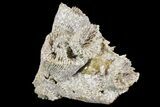 Jurassic Coral Colony (Thecosmilia) Fossil - Germany #157307-1